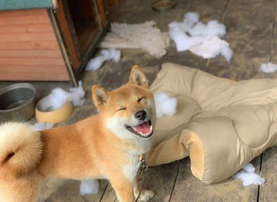 やらかしちゃった動物たち