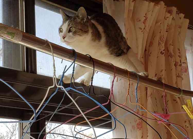 やらかしちゃった動物たち