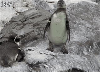 やらかしちゃった動物たち