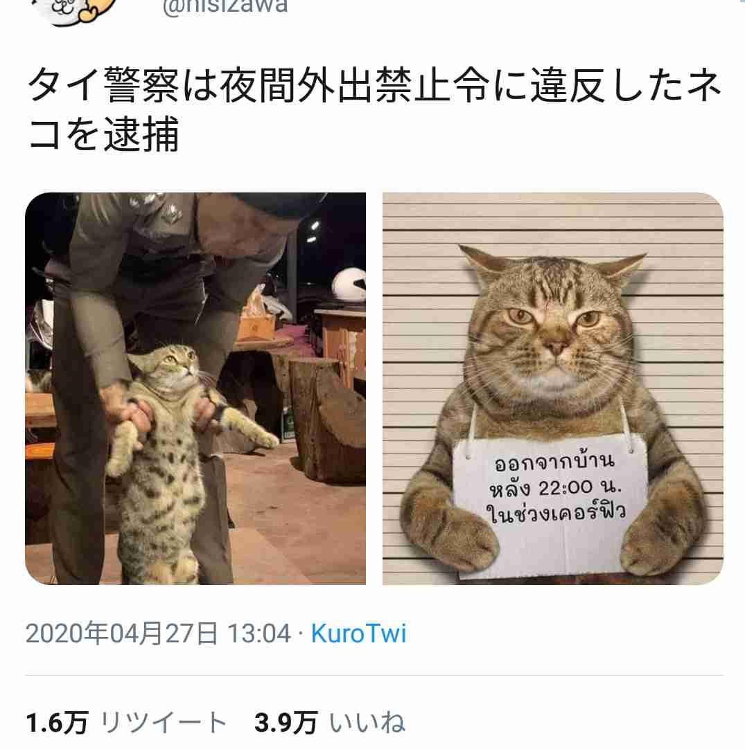 やらかしちゃった動物たち