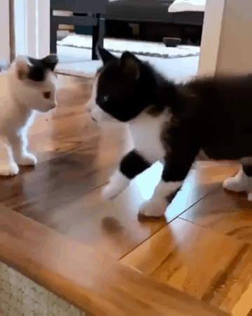 やらかしちゃった動物たち