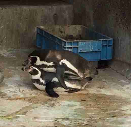 やらかしちゃった動物たち