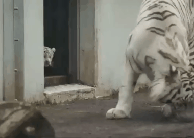 やらかしちゃった動物たち