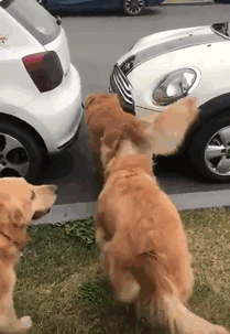 やらかしちゃった動物たち
