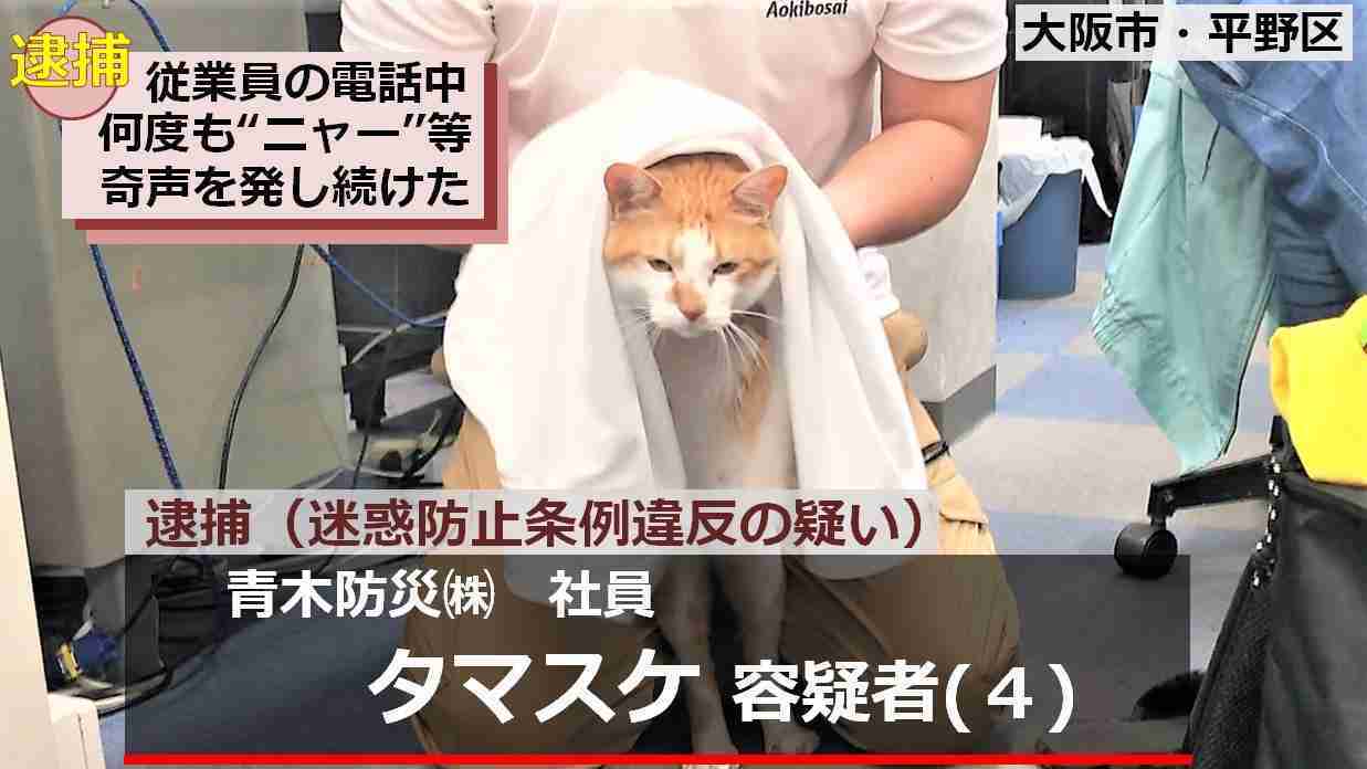 やらかしちゃった動物たち
