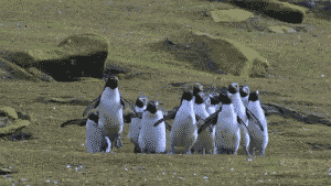 やらかしちゃった動物たち