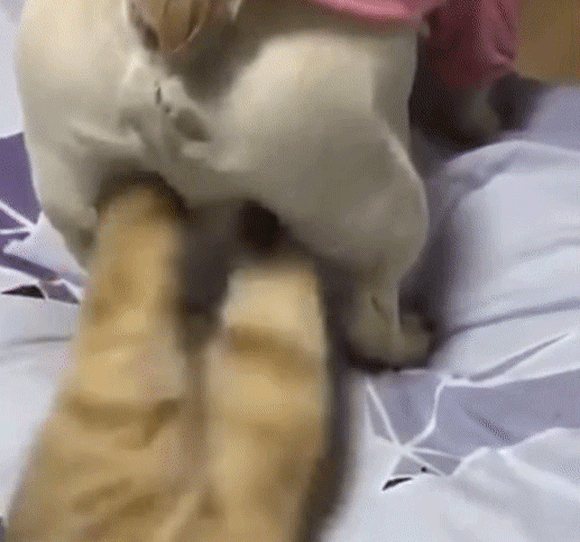 やらかしちゃった動物たち