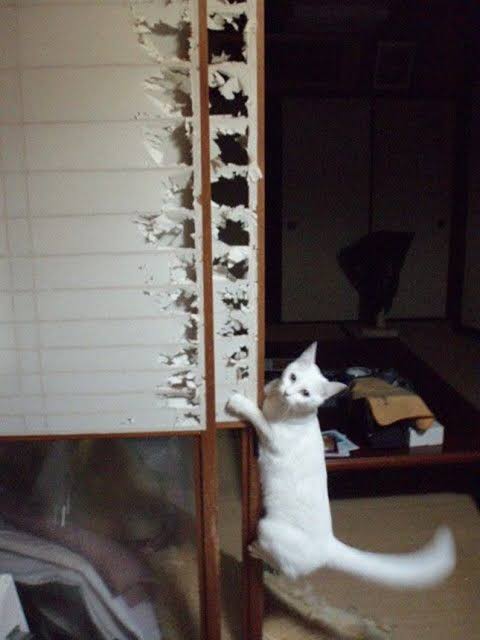 やらかしちゃった動物たち