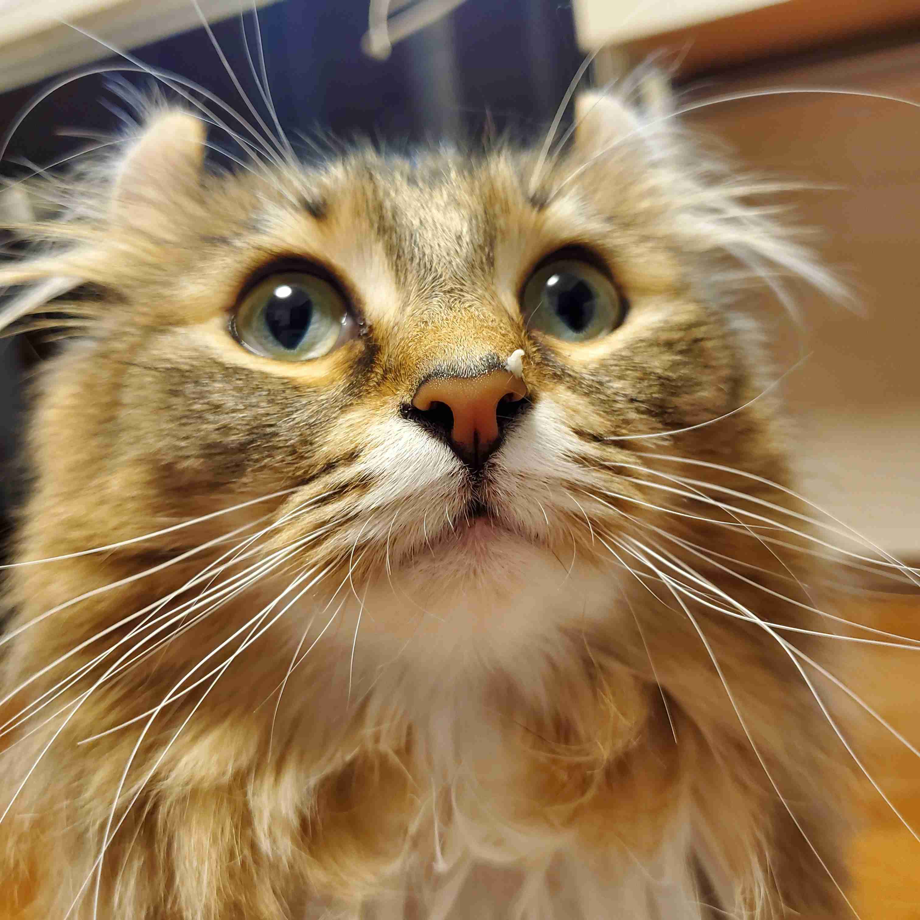 やらかしちゃった動物たち
