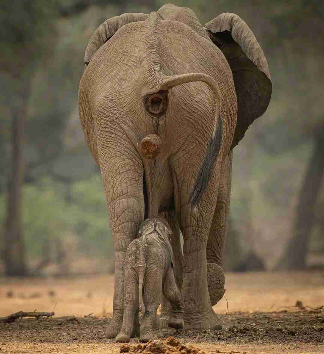 やらかしちゃった動物たち