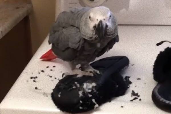 やらかしちゃった動物たち