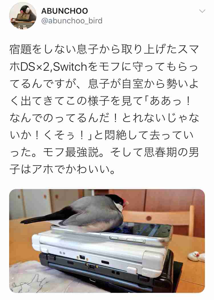 やらかしちゃった動物たち