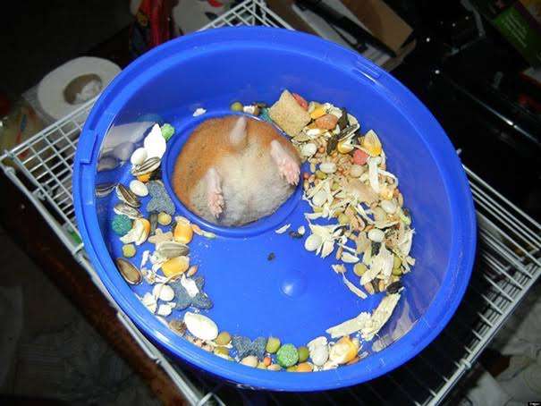 やらかしちゃった動物たち