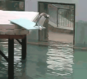 やらかしちゃった動物たち