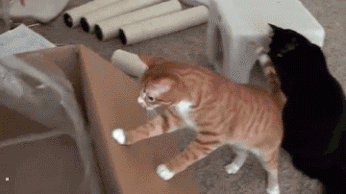 やらかしちゃった動物たち