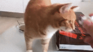 やらかしちゃった動物たち