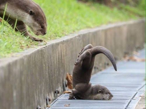 やらかしちゃった動物たち
