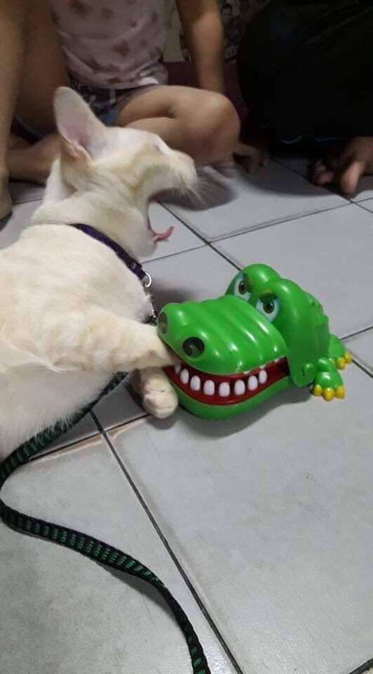 やらかしちゃった動物たち