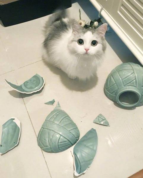 やらかしちゃった動物たち