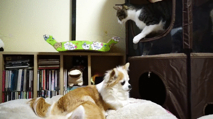 やらかしちゃった動物たち