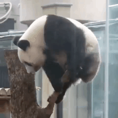 やらかしちゃった動物たち