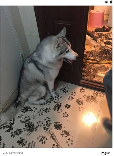やらかしちゃった動物たち