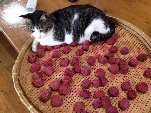 やらかしちゃった動物たち