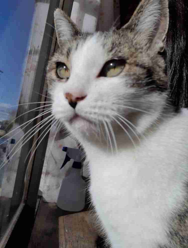 やらかしちゃった動物たち
