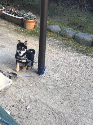 やらかしちゃった動物たち
