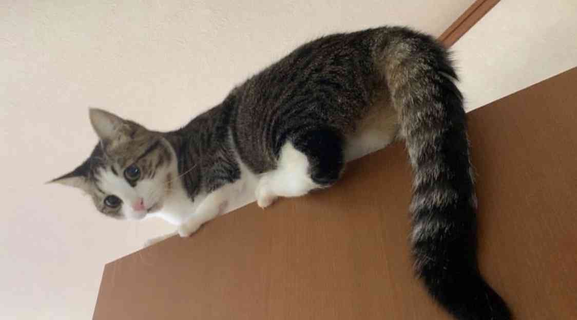 やらかしちゃった動物たち