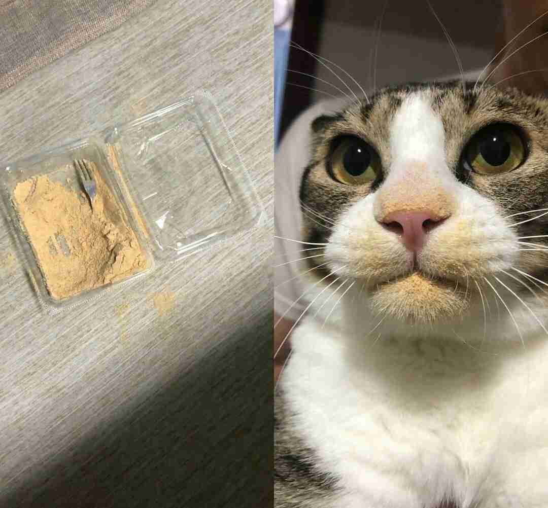 やらかしちゃった動物たち