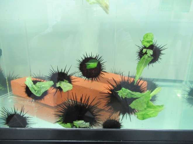 無駄知識を集めるトピ