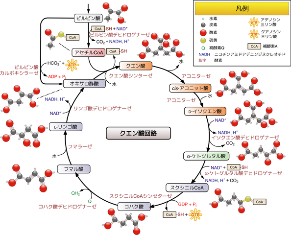 無駄知識を集めるトピ