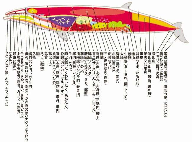 無駄知識を集めるトピ