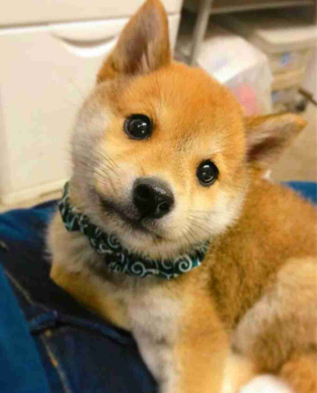 ネットで有名な 猛暑でバテる犬 無気力な犬 の元ネタが見つかる 当時のアイドル柴犬から誕生したコラ画像 ガールズちゃんねる Girls Channel