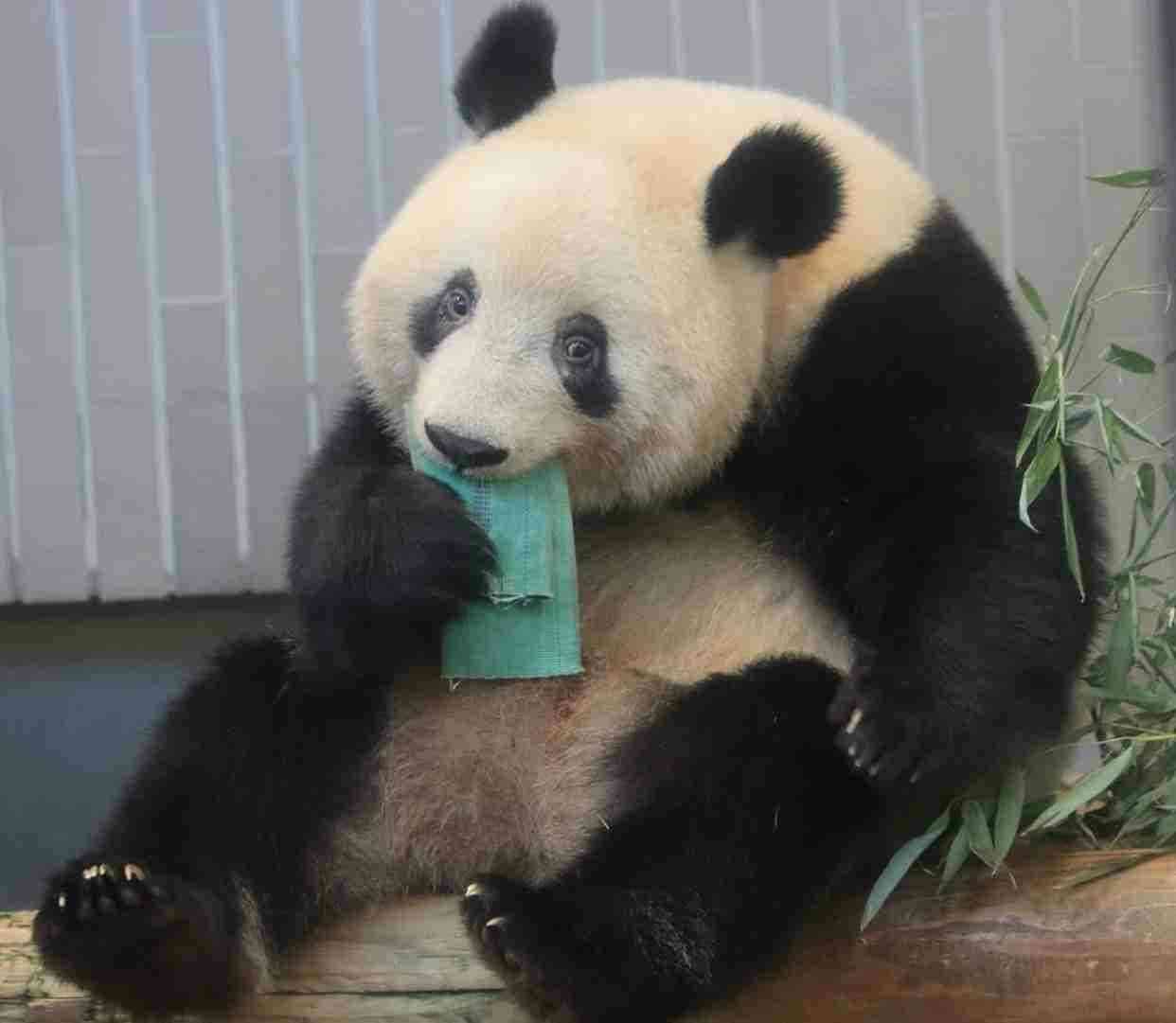 意外と足の速い動物たち