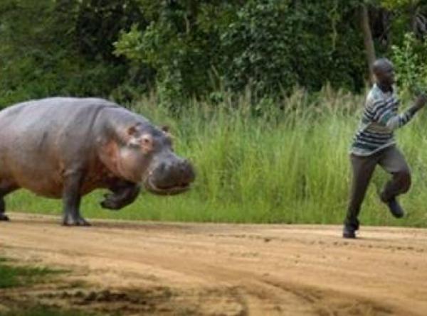 意外と足の速い動物たち