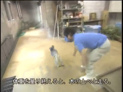 意外と足の速い動物たち