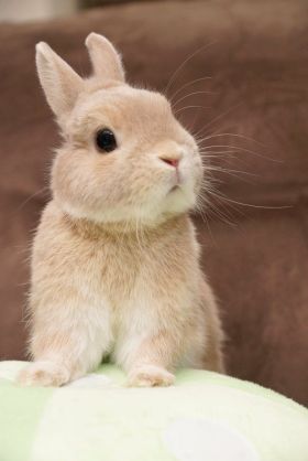 「癒し」可愛い動物画像をコメントで更に可愛く見せるトピ