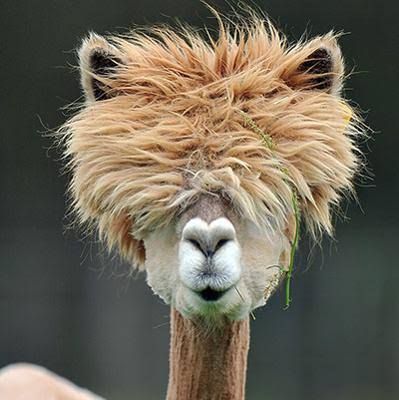 「癒し」可愛い動物画像をコメントで更に可愛く見せるトピ