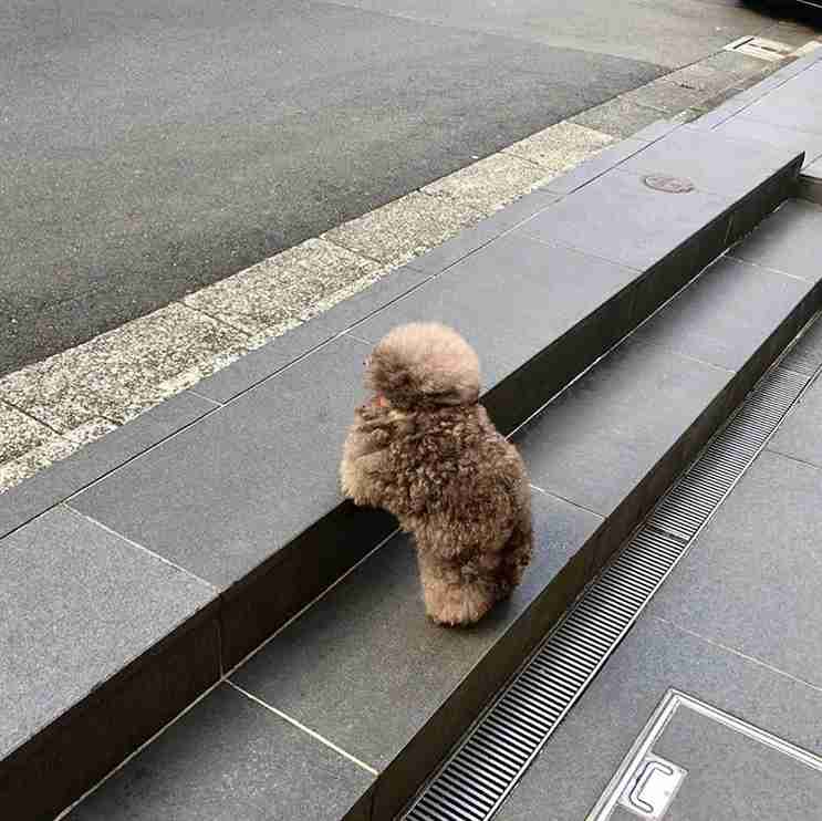「癒し」可愛い動物画像をコメントで更に可愛く見せるトピ
