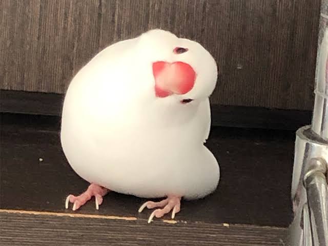 「癒し」可愛い動物画像をコメントで更に可愛く見せるトピ