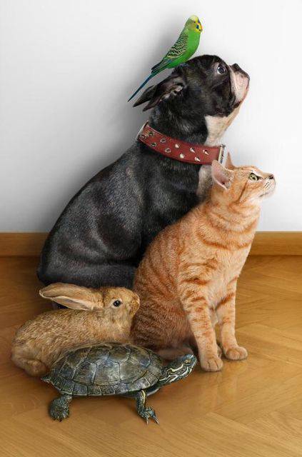 「癒し」可愛い動物画像をコメントで更に可愛く見せるトピ