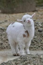 「癒し」可愛い動物画像をコメントで更に可愛く見せるトピ