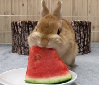 「癒し」可愛い動物画像をコメントで更に可愛く見せるトピ