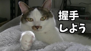「癒し」可愛い動物画像をコメントで更に可愛く見せるトピ