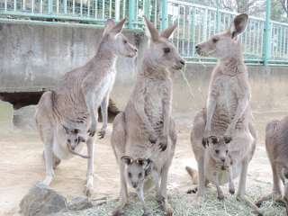 「癒し」可愛い動物画像をコメントで更に可愛く見せるトピ