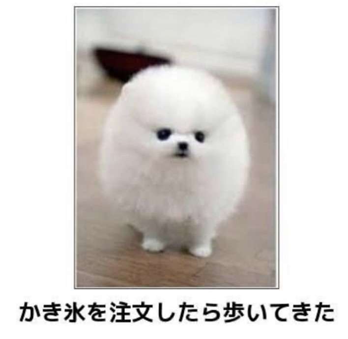 「癒し」可愛い動物画像をコメントで更に可愛く見せるトピ