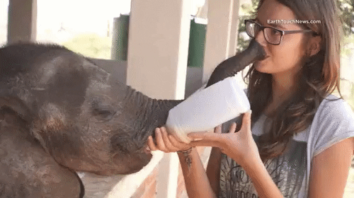 「癒し」可愛い動物画像をコメントで更に可愛く見せるトピ