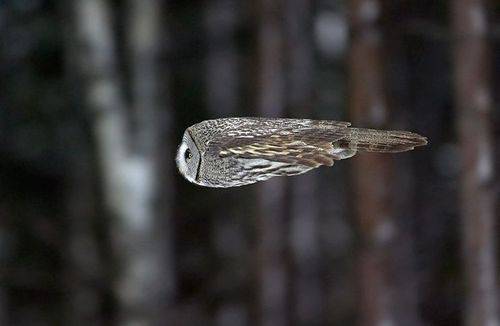 「癒し」可愛い動物画像をコメントで更に可愛く見せるトピ